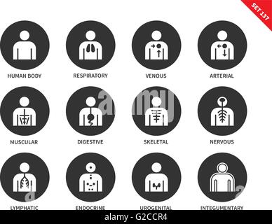 Menschliche Anatomie und Körpersysteme Vektor-Icons Set. Stock Vektor