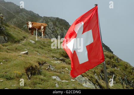 Schweizer Flaq flattern im Wind und Kuh auf der Wiese am Sustenpass in Alpen in der Schweiz. Stockfoto