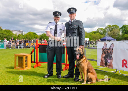 BELFAST, NORDIRLAND. 22. Mai 2016 - PD Mike von der Polizei mit seinem Führer Constable McCrea, erklärte Hund Gesamtsieger in der 56. UK National Police Dog Studien die in Belfast an diesem Wochenende stattfand. Stockfoto