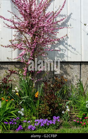 Hintergrund der Blumen verschieden in den Garten, Gerena, Sofia, Bulgarien Stockfoto