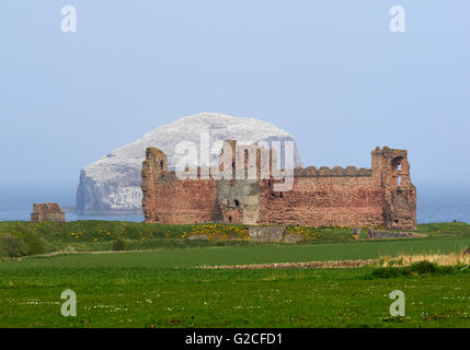 Schottland Tantallon Castle gebaut von der Douglas mit dem Bass Rock hinter und den Firth of Forth Stockfoto