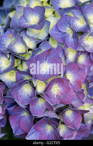 Hydrangea Macrophylla "Jip blau". Unten Hortensie Blüte Stockfoto