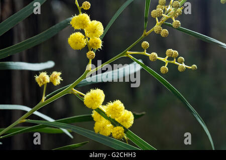 Gelbe Kugel geformten Blüten auf einem unreifen Acacia Reinodes oder Wirilda. Fotografiert in der Grampians Region von Victoria. Stockfoto