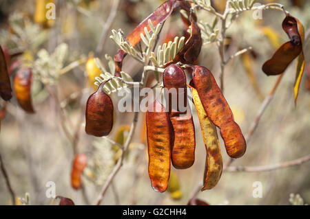 Samenkapseln von dichten Cassia oder Senna Artemisioides Var Sturtii. Stockfoto