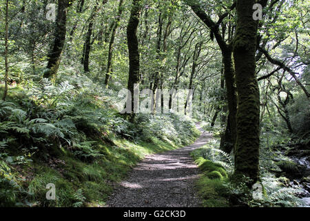 Nant Gwernol Fluss Waldspaziergang liegt am Rand von Abergynolwyn Wales Stockfoto