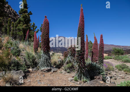 Teide-Landschaft mit Blume Echium Wildpretii (rote Bugloss) Stockfoto