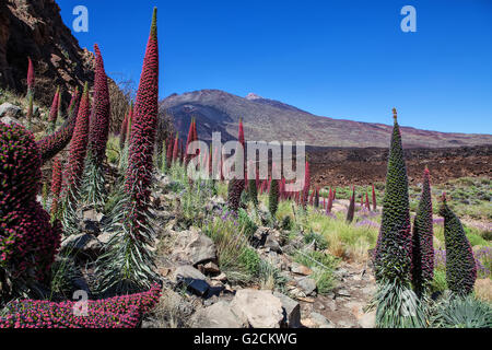 Teide-Landschaft mit Blume Echium Wildpretii (rote Bugloss) Stockfoto