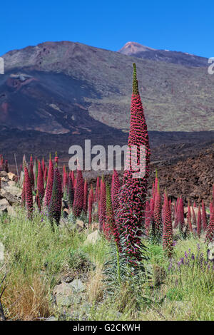 Teide-Landschaft mit Blume Echium Wildpretii (rote Bugloss) Stockfoto