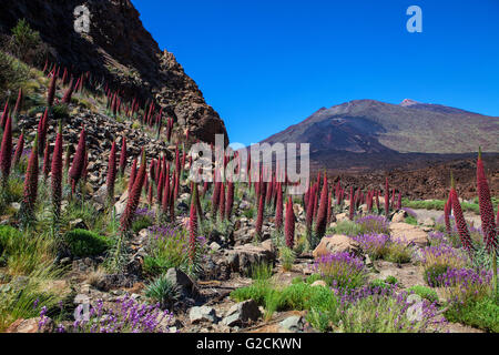 Teide-Landschaft mit Blume Echium Wildpretii (rote Bugloss) Stockfoto