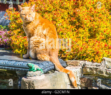 Katze an der Wand, genießen Sie die Sonne der sommerlichen Hitze und Licht Ray Boswell Stockfoto