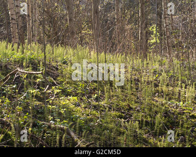 Alten Waldboden in der Nähe von Alna in Oslo Norwegen im Frühjahr, perfekt für die Holz Schachtelhalm, Equisetum Sylvaticum, flauschig und Hintergrundbeleuchtung Stockfoto