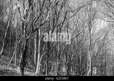 die alten dicken verdreht Wald Süd Yorkshire Ray Boswell Stockfoto