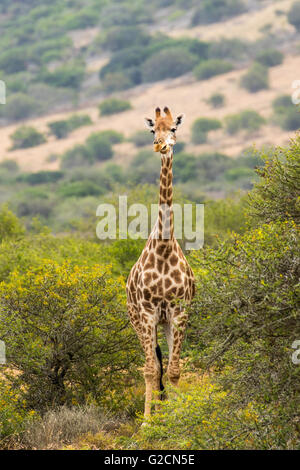 Die South African Giraffe (Giraffa Giraffe) Stockfoto