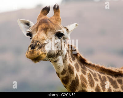 Die South African Giraffe (Giraffa Giraffe) Stockfoto