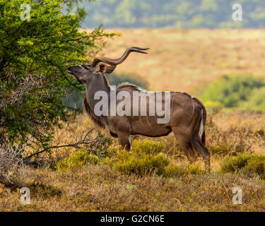 Der Kudu (Tragelaphus Strepsiceros) Stockfoto