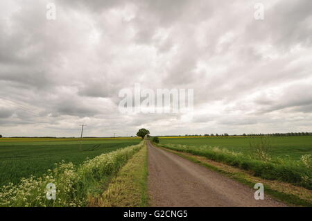 Blick nach Osten von OS Gitter 190845 östlich von Sawtry, Cambridgeshire Fens, Großbritannien Stockfoto