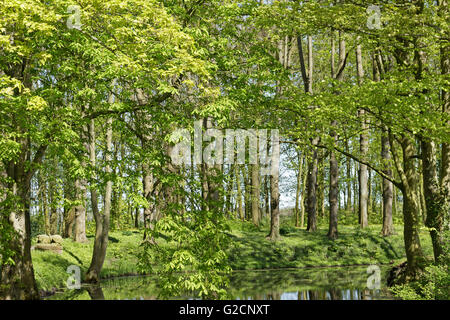 Park, Osterburg, Groothusen, Krummhoern, Ostfriesland, Niedersachsen, Deutschland Stockfoto