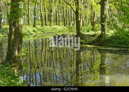 Park, Osterburg, Groothusen, Krummhoern, Ostfriesland, Niedersachsen, Deutschland Stockfoto