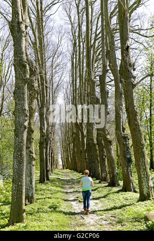 Allee im Park, Osterburg, Groothusen, Krummhörn, Ostfriesland, Niedersachsen, Deutschland Stockfoto