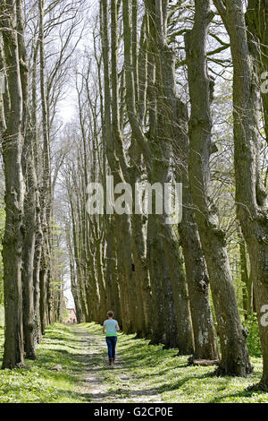 Allee im Park, Osterburg, Groothusen, Krummhörn, Ostfriesland, Niedersachsen, Deutschland Stockfoto