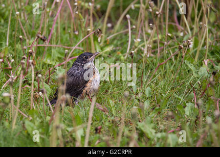 Juvenile American Robin (Turdus Migratorius) im Frühjahr Stockfoto