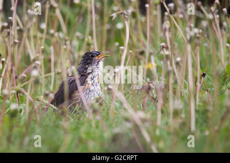 Juvenile American Robin (Turdus Migratorius) im Frühjahr Stockfoto