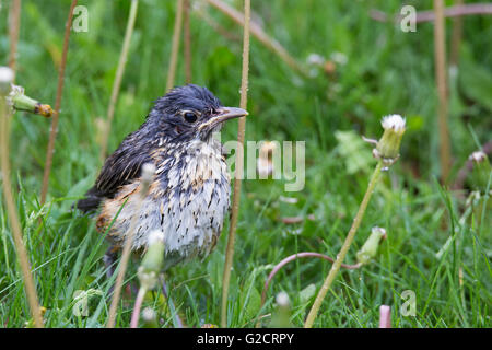 Juvenile American Robin (Turdus Migratorius) im Frühjahr Stockfoto