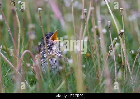 Juvenile American Robin (Turdus Migratorius) im Frühjahr Stockfoto