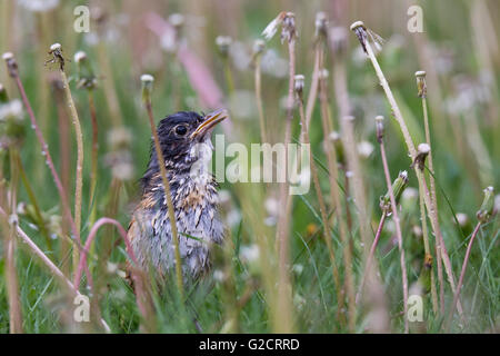 Juvenile American Robin (Turdus Migratorius) im Frühjahr Stockfoto