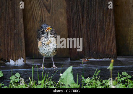 Juvenile American Robin (Turdus Migratorius) im Frühjahr Stockfoto