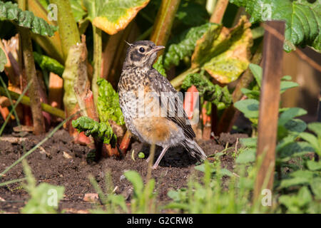 Juvenile American Robin (Turdus Migratorius) im Frühjahr Stockfoto