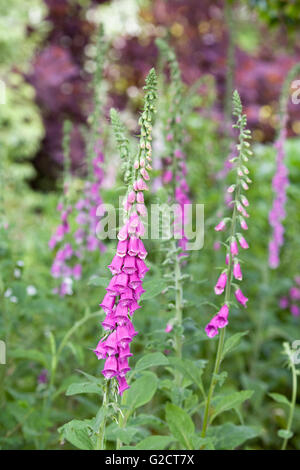 Digitalis Purpurea. Gemeinsamen Fingerhut spikes in einem Wald Garten. Stockfoto