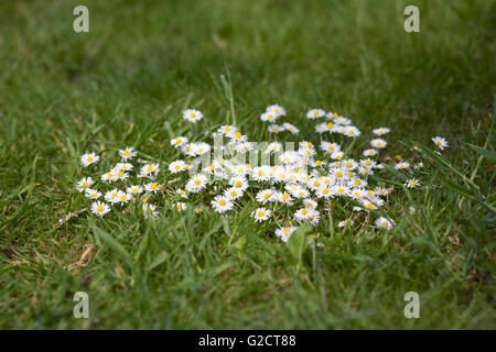 Bellis Perennis. Tigerstatuen im Garten. Stockfoto