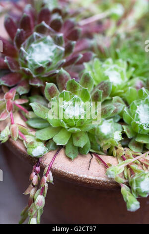 Sempervivum 'Weil' in einem Terrakotta-Topf. Stockfoto