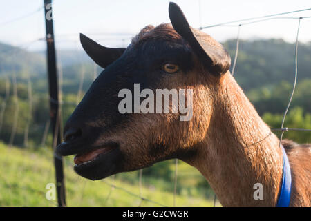 Ringo die Ziege steckt seinen Kopf durch den Zaun der Farm zu posieren für die Kamera Stockfoto