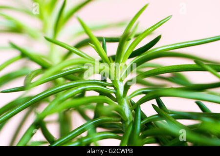 Senecio Cylindricus, schmale Blatt Chalksticks eklektischen Zimmerpflanze  aus der Familie der Sukkulenten Pflanzen (Sukkulenten oder Fett Pflanzen  Stockfotografie - Alamy