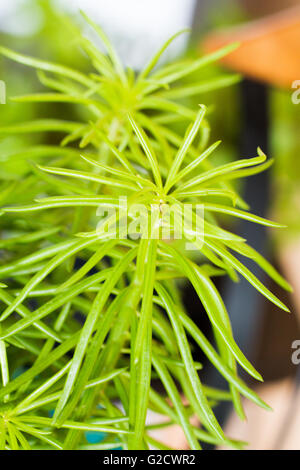 Senecio Cylindricus, schmale Blatt Chalksticks eklektischen Zimmerpflanze  aus der Familie der Sukkulenten Pflanzen (Sukkulenten oder Fett Pflanzen  Stockfotografie - Alamy