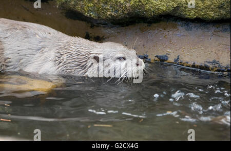 Asiatischen kurze Krallen Otter Aonyx Cinerea [Gefangenen] Wildpark der New Forest Nationalpark New Forest Hampshire England UK Stockfoto