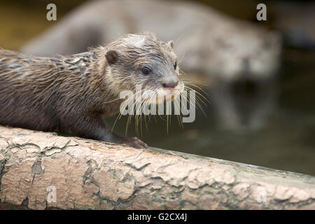 Asiatischen kurze Krallen Otter Aonyx Cinerea [Gefangenen] Wildpark der New Forest Nationalpark New Forest Hampshire England UK Stockfoto