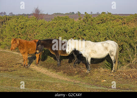 New Forest Ponys schützt vor Wind von Gorse Büsche, Vales Moor, New Forest National Park, Hampshire, England Stockfoto