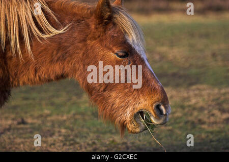 New Forest Pony Essen Ginster Bratley Plain New Forest Nationalpark Hampshire England Stockfoto