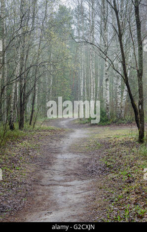 Neblig Frühlingslandschaft mit Wanderweg im Wald Stockfoto