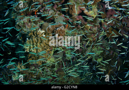 27. Dezember 2010 - Rotes Meer, Ägypten - Schule von Hardyhead Silverside, breit gebändert Hardyhead, Steinbock Hardyhead, entsteint Hardyhead oder robuste Hardyhead (Atherinomorus Lacunosus) Rotes Meer, Ägypten, Afrika (Credit-Bild: © Andrey Nekrassow/ZUMA Wire/ZUMAPRESS.com)