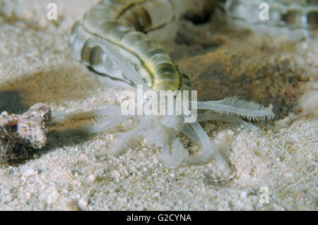 3. März 2016 - Rotes Meer, Ägypten - Spotted Wurm Seegurken, Feder Mund Seegurke oder Riesen Synaptid Seegurke (Synapta Maculata) Rotes Meer, Ägypten, Afrika (Credit-Bild: © Andrey Nekrassow/ZUMA Wire/ZUMAPRESS.com) Stockfoto