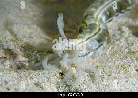 3. März 2016 - Rotes Meer, Ägypten - Spotted Wurm Seegurken, Feder Mund Seegurke oder Riesen Synaptid Seegurke (Synapta Maculata) Rotes Meer, Ägypten, Afrika (Credit-Bild: © Andrey Nekrassow/ZUMA Wire/ZUMAPRESS.com) Stockfoto