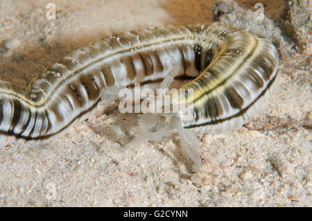 3. März 2016 - Spotted Wurm Seegurken, Feder Mund Seegurke oder Riesen Synaptid Seegurke (Synapta Maculata) Rotes Meer, Ägypten, Afrika (Credit-Bild: © Andrey Nekrassow/ZUMA Wire/ZUMAPRESS.com) Stockfoto