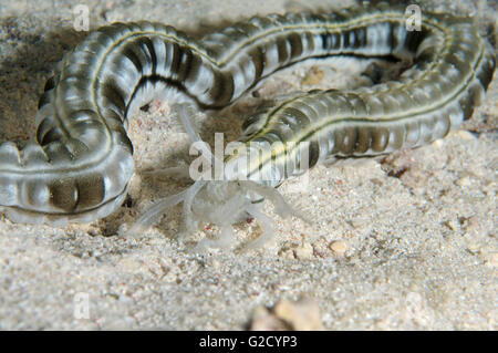 3. März 2016 - Spotted Wurm Seegurken, Feder Mund Seegurke oder Riesen Synaptid Seegurke (Synapta Maculata) Rotes Meer, Ägypten, Afrika (Credit-Bild: © Andrey Nekrassow/ZUMA Wire/ZUMAPRESS.com) Stockfoto