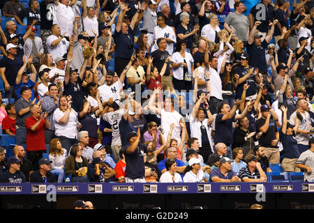 St. Petersburg, Florida, USA. 27. Mai 2016. WILL VRAGOVIC | Times.Fans reagieren als New York Yankees Designated Hitter, die Alex Rodriguez (13) für einen zwei run Home Run im sechsten Inning das Spiel zwischen den New York Yankees und die Tampa Bay Rays im Tropicana Field in St. Petersburg, Florida am Freitag, 27. Mai 2016 verbindet. © Willen Vragovic/Tampa Bay Times / ZUMA Draht/Alamy Live News Stockfoto