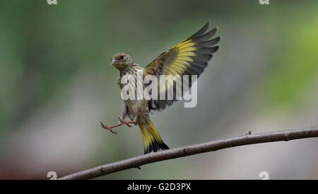 Peking, China. 27. Mai 2016. Foto aufgenommen am 27. Mai 2016 zeigt ein Stieglitz fliegen im Botanischen Garten von Peking in Peking, Hauptstadt von China. © Liu Xianguo/Xinhua/Alamy Live-Nachrichten Stockfoto