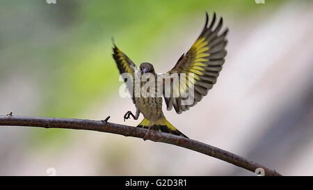 Peking, China. 27. Mai 2016. Foto aufgenommen am 27. Mai 2016 zeigt ein Stieglitz im Botanischen Garten von Peking in Peking, Hauptstadt von China. © Liu Xianguo/Xinhua/Alamy Live-Nachrichten Stockfoto